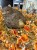 IMG_1285.jpeg