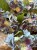 IMG_1540.jpeg