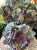 IMG_1539.jpeg