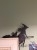IMG_1619.jpeg