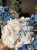 IMG_1670.jpeg