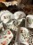 IMG_1816.jpeg
