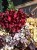 IMG_1871.jpeg