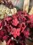 IMG_1875.jpeg