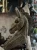 image-4461894760731103.webp