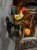 IMG_2161.jpeg