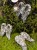 IMG_2142.jpeg