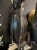 IMG_2241.jpeg
