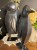 IMG_2239.jpeg