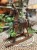 IMG_2490.jpeg
