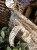 IMG_2747.jpeg