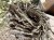 IMG_2770.jpeg