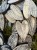 IMG_2880.jpeg