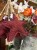 IMG_2994.jpeg