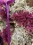 IMG_3184.jpeg