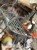 IMG_3516.jpeg