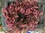 IMG_7855.jpeg