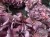 IMG_7868.jpeg