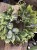 IMG_7891.jpeg
