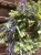 IMG_7883.jpeg