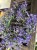 IMG_7858.jpeg