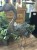 IMG_7987.jpeg