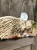 IMG_8068.jpeg