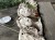 IMG_8070.jpeg